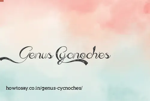 Genus Cycnoches