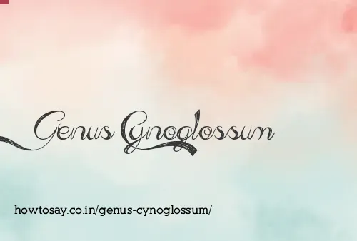 Genus Cynoglossum