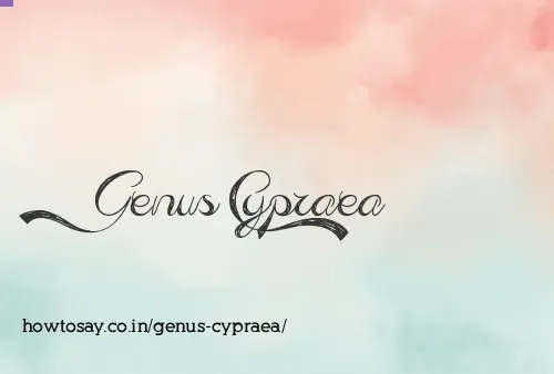 Genus Cypraea