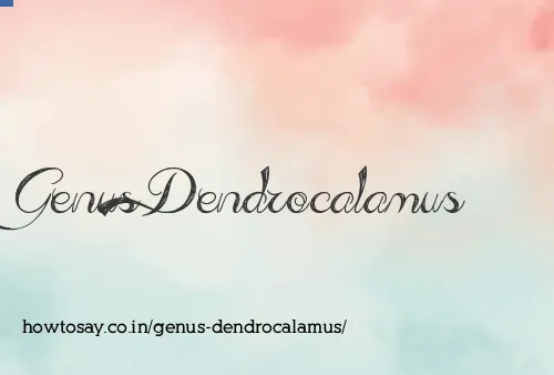Genus Dendrocalamus