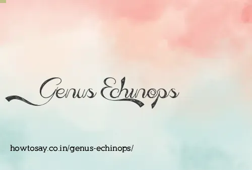 Genus Echinops