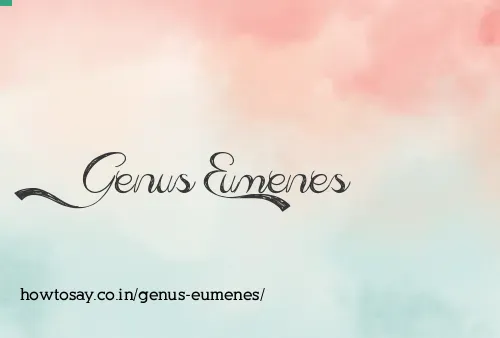 Genus Eumenes