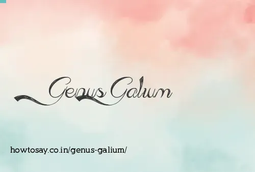 Genus Galium