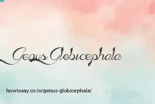 Genus Globicephala