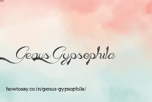 Genus Gypsophila