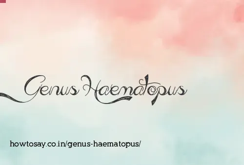 Genus Haematopus