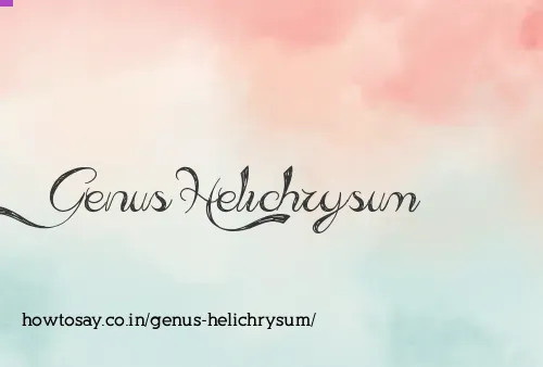 Genus Helichrysum
