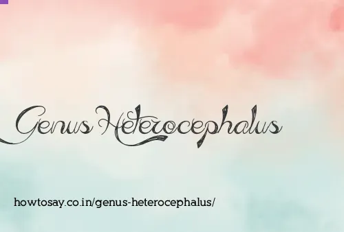 Genus Heterocephalus