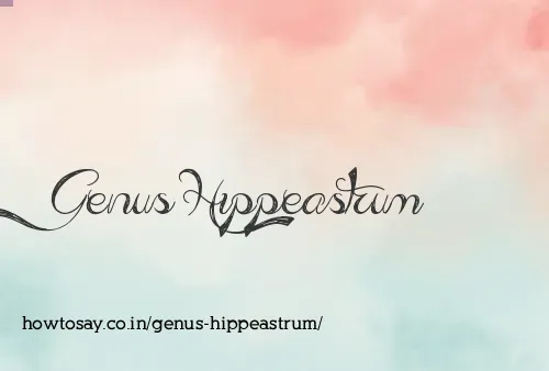 Genus Hippeastrum