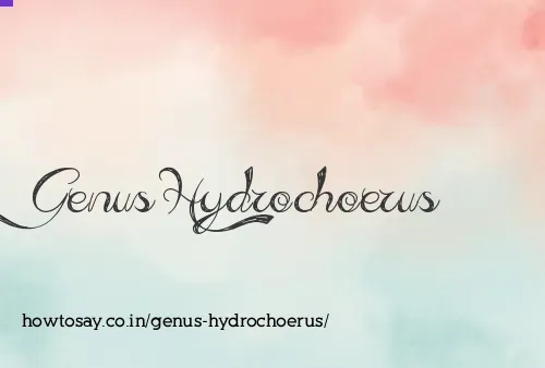 Genus Hydrochoerus