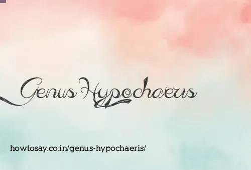 Genus Hypochaeris