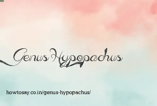Genus Hypopachus