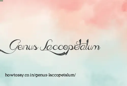 Genus Laccopetalum