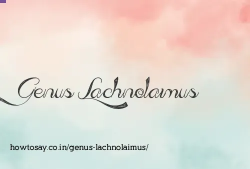 Genus Lachnolaimus