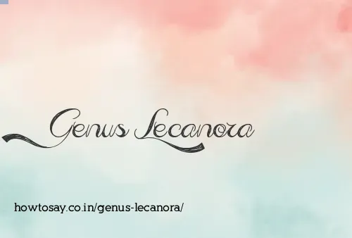 Genus Lecanora