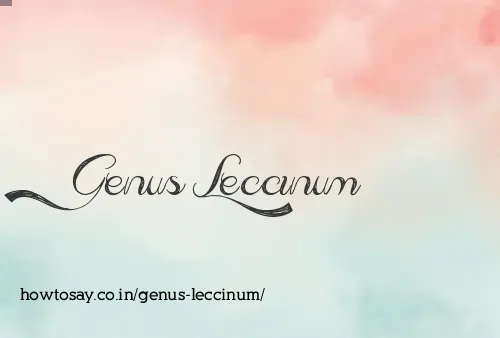Genus Leccinum