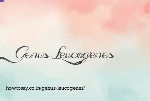 Genus Leucogenes
