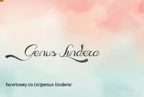 Genus Lindera