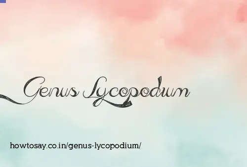 Genus Lycopodium