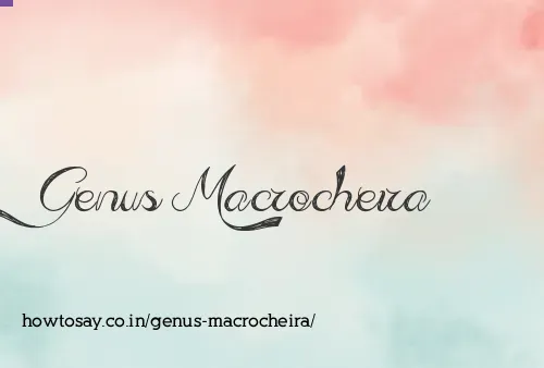 Genus Macrocheira