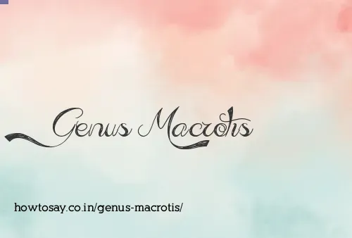 Genus Macrotis