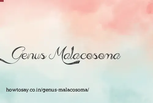 Genus Malacosoma