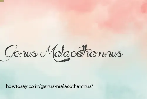 Genus Malacothamnus
