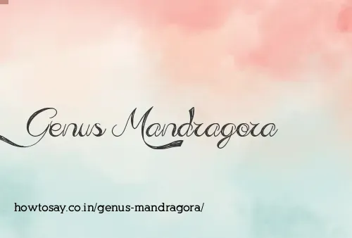 Genus Mandragora