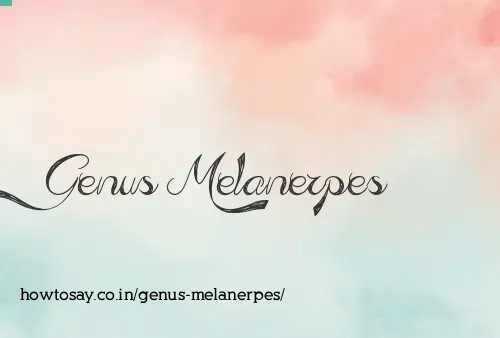 Genus Melanerpes