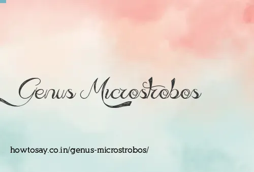 Genus Microstrobos