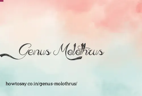Genus Molothrus