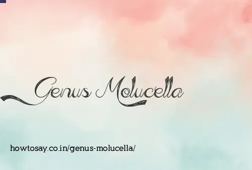 Genus Molucella