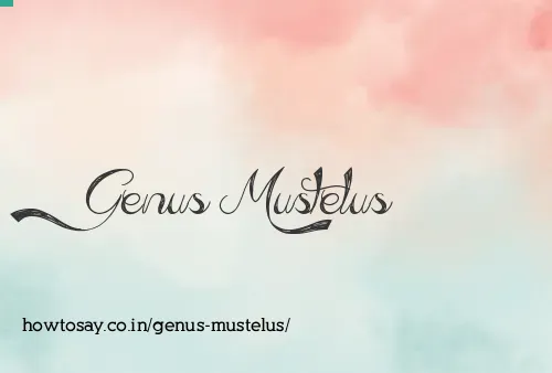 Genus Mustelus