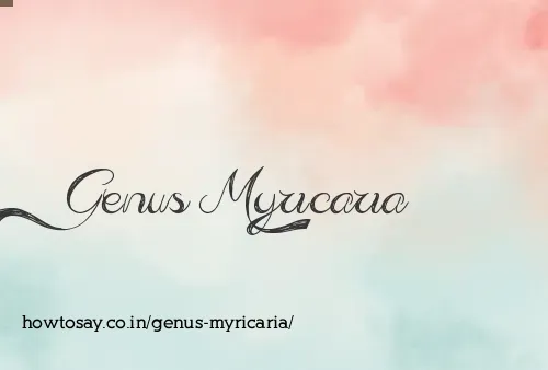 Genus Myricaria