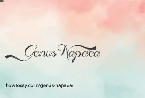 Genus Napaea