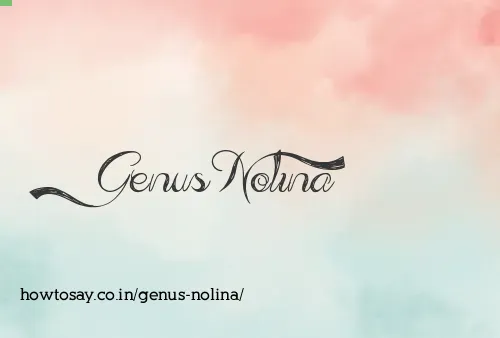 Genus Nolina