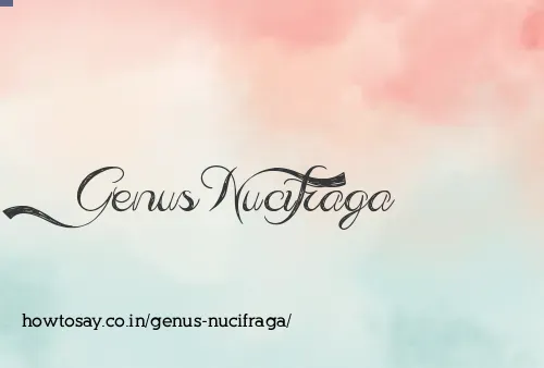 Genus Nucifraga