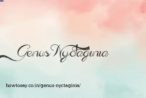 Genus Nyctaginia