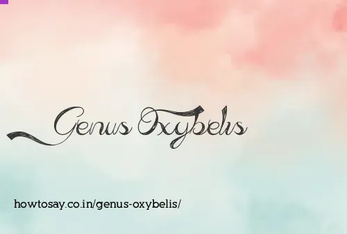 Genus Oxybelis