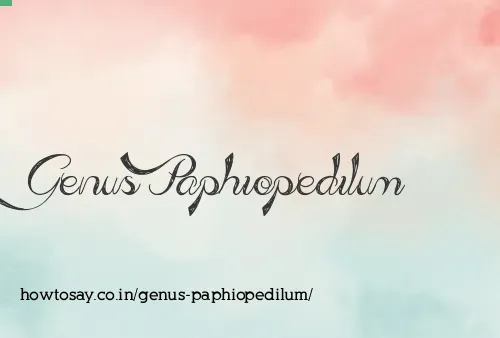 Genus Paphiopedilum