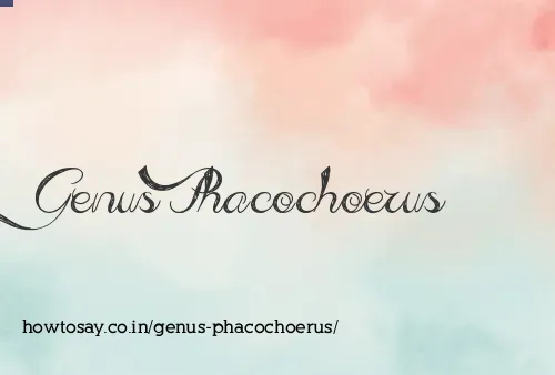 Genus Phacochoerus