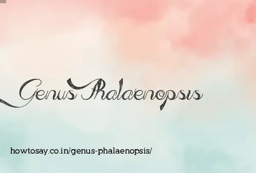 Genus Phalaenopsis