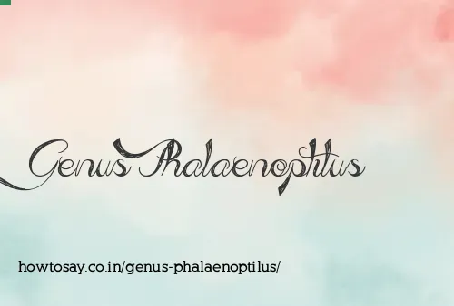 Genus Phalaenoptilus