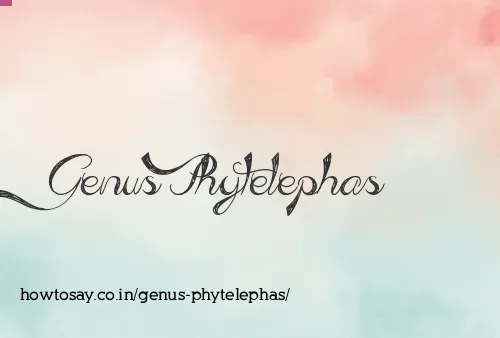 Genus Phytelephas