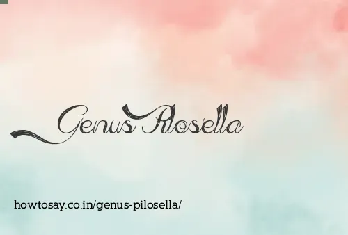 Genus Pilosella