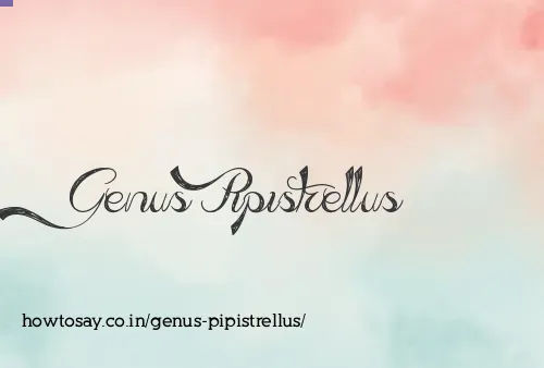 Genus Pipistrellus