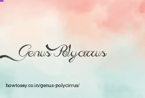 Genus Polycirrus