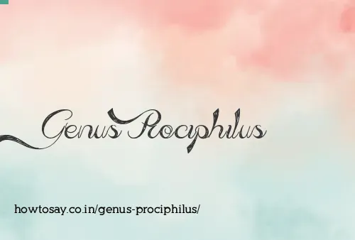 Genus Prociphilus