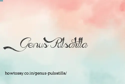 Genus Pulsatilla