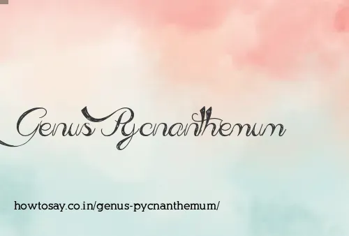Genus Pycnanthemum